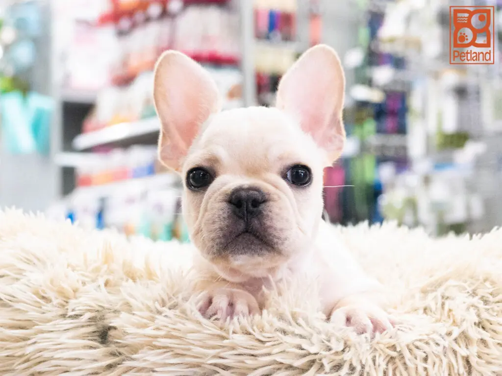 French Bulldog Image #1