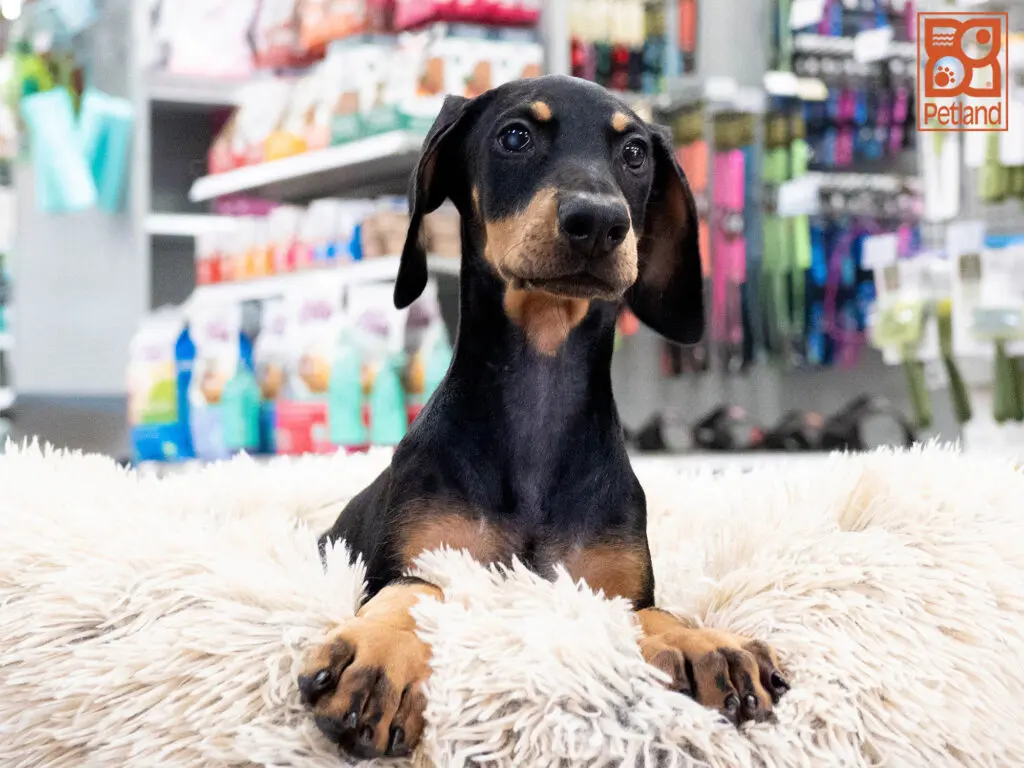 Doberman Pinscher Image #1
