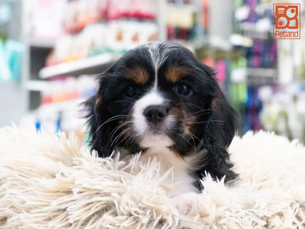 Cavalier King Charles Image #1
