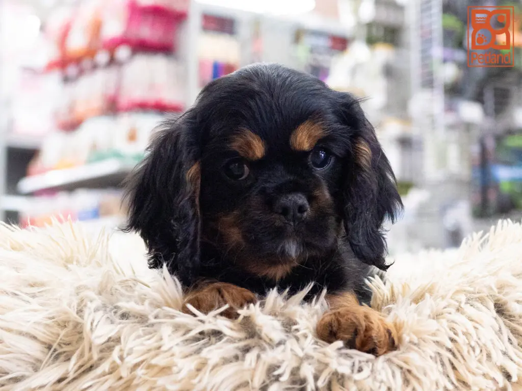 Cavalier King Charles Image #1