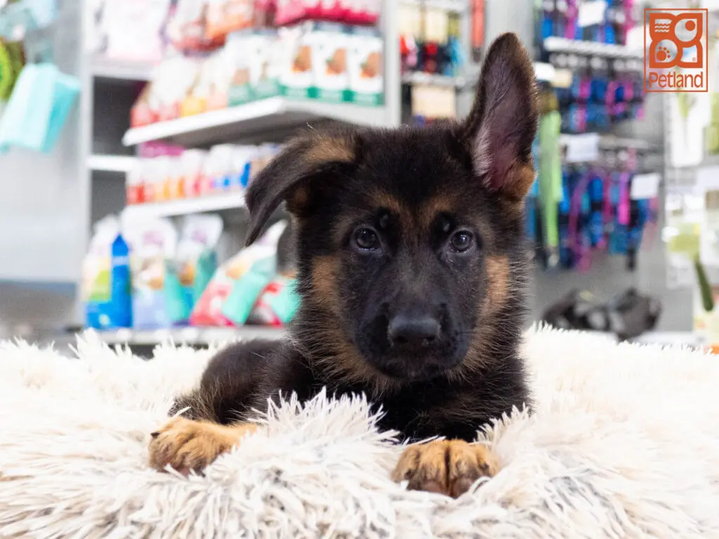 German Shepherd Image #1
