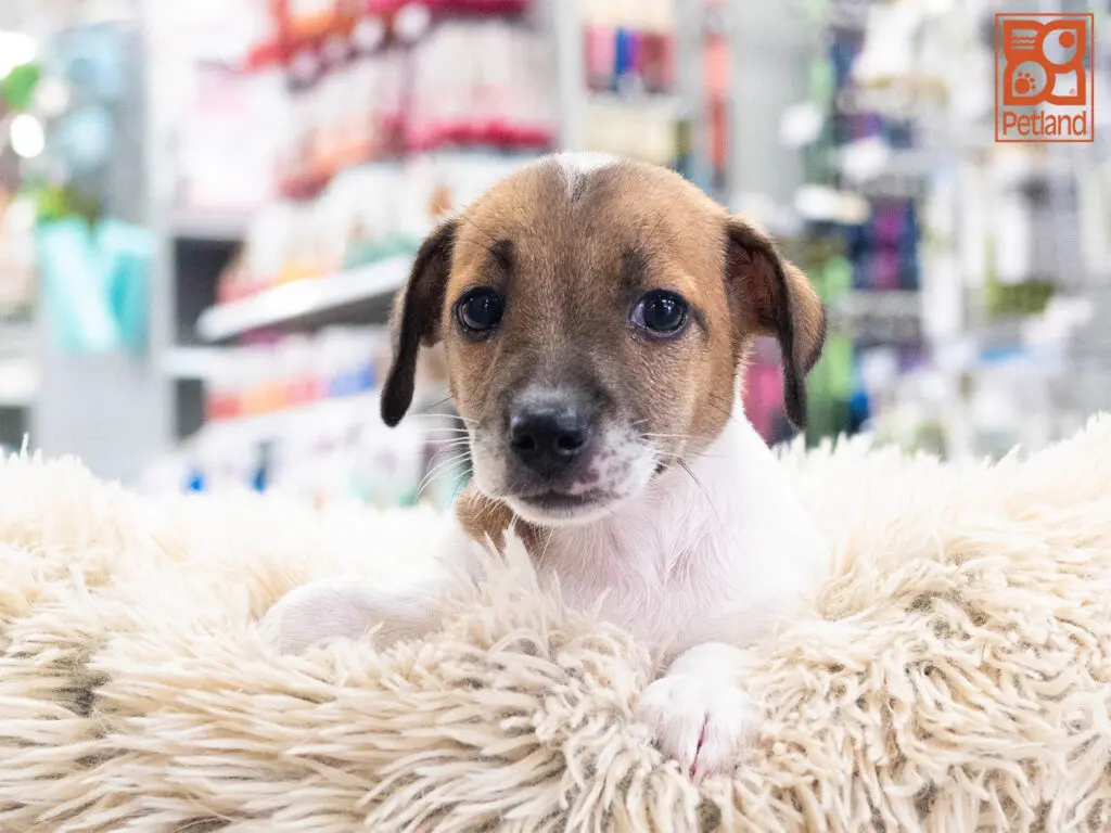 Jack Russell Terrier Image #1