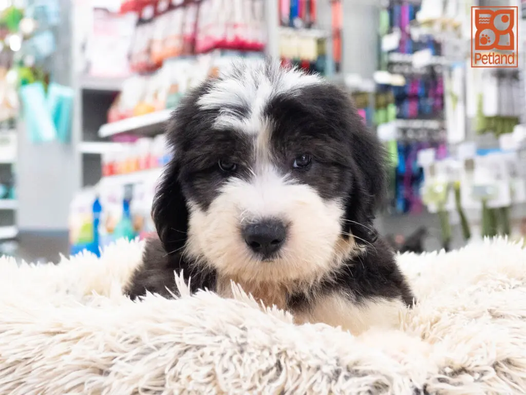 Old English Sheepdog Image #1