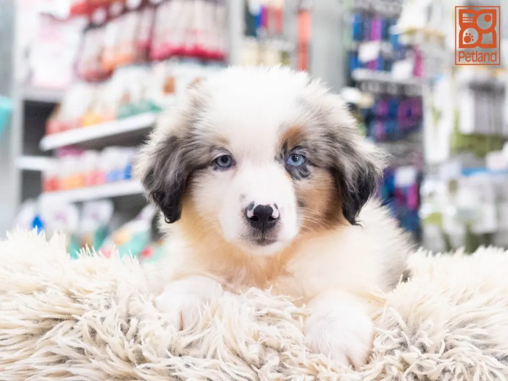 Australian Shepherd Image #1