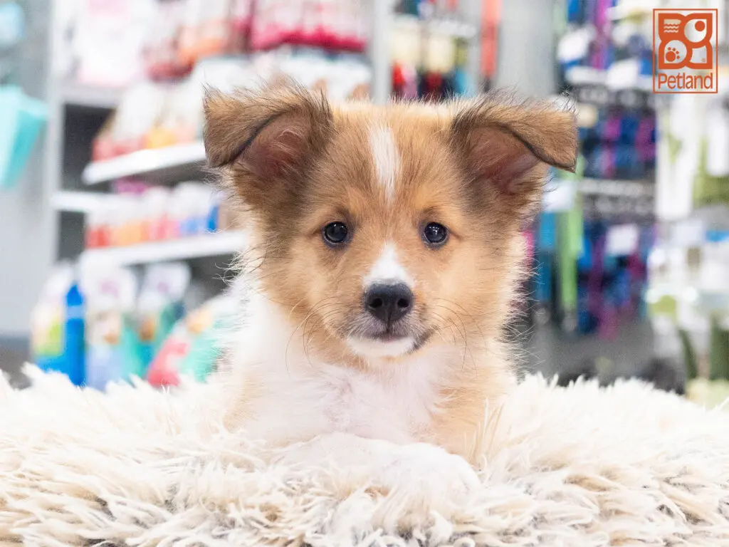 Shetland Sheepdog Image #1