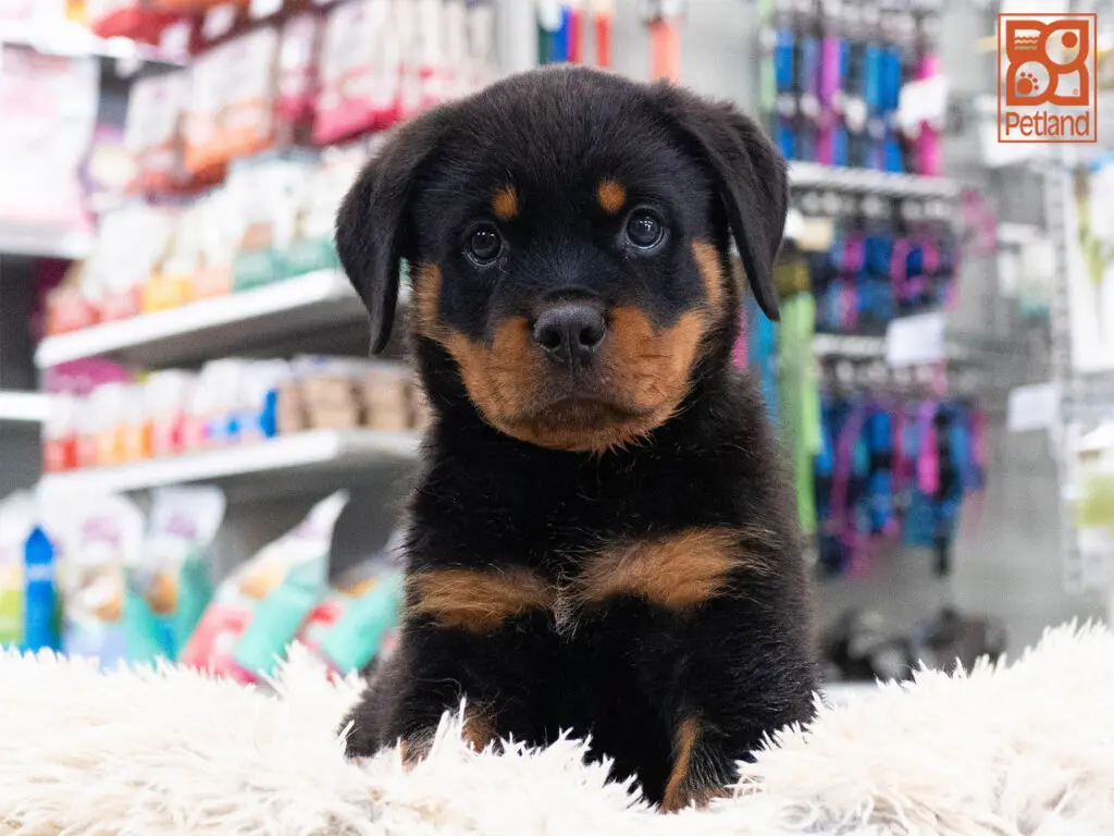 Rottweiler Image #1