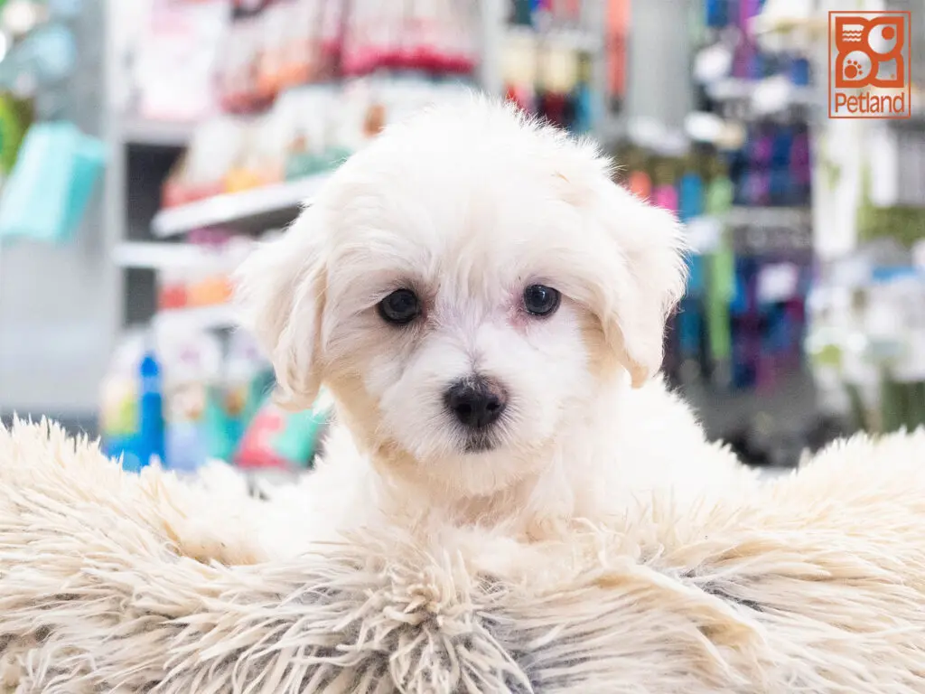Maltipoo Image #1