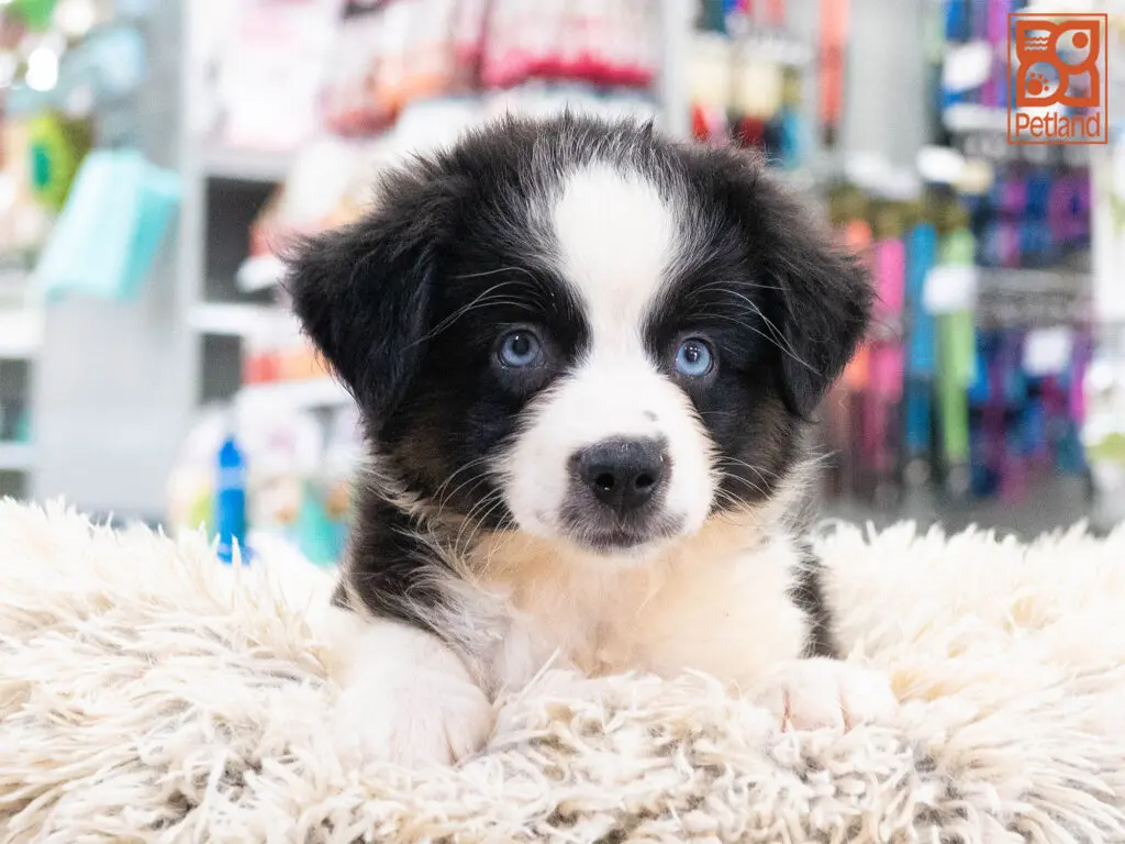 Mini Australian Shepherd Image #1