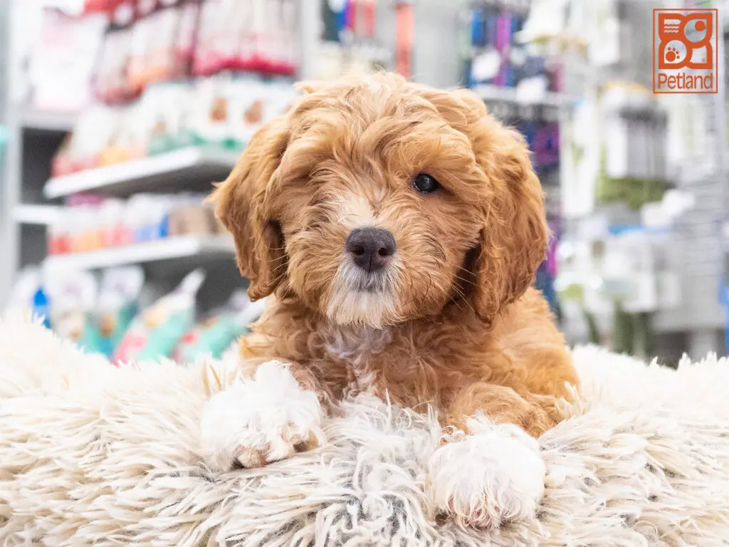 Mini Goldendoodle 2nd Gen Image #1