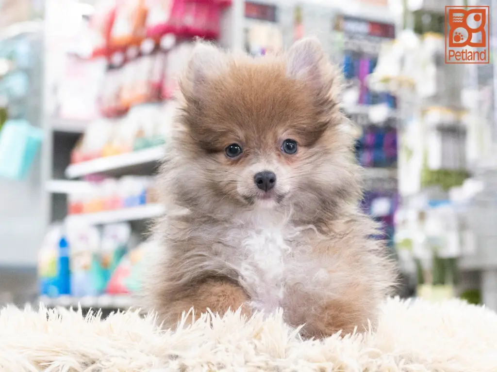 Pomeranian Image #1