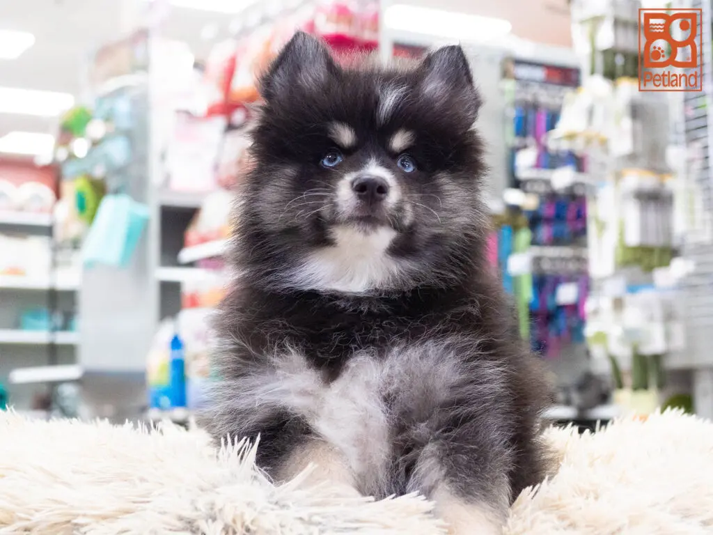 Pomsky 2nd Gen Image #1