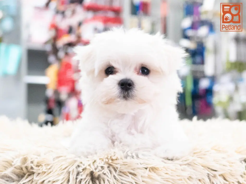 Maltese Image #1