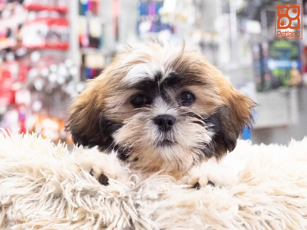 Lhasa Apso Image #1