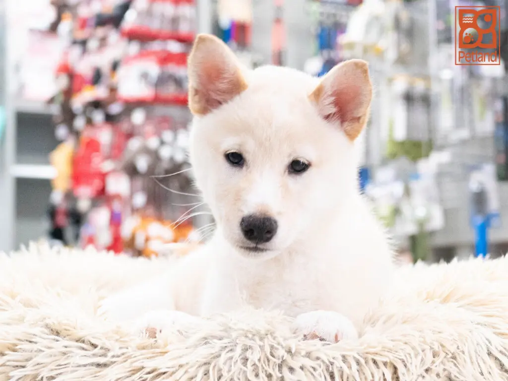 Shiba Inu Image #1