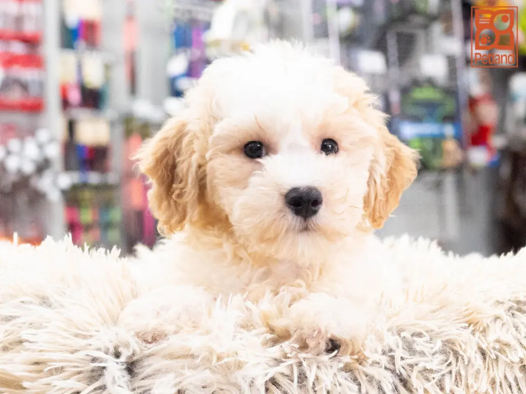 BichaPoo Image #1
