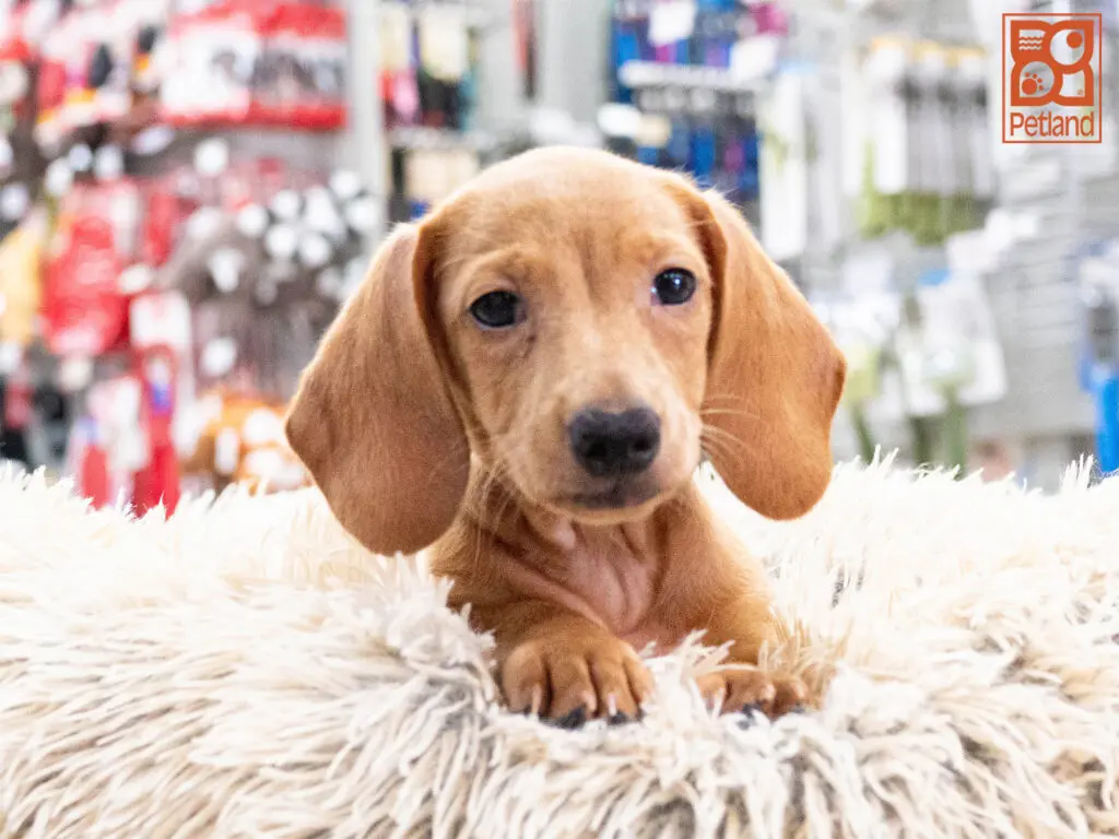 Dachshund Image #1