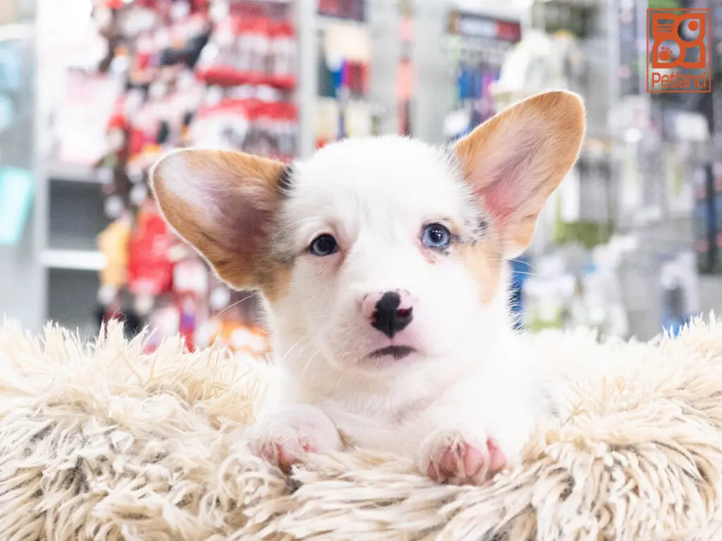 Pembroke Welsh Corgi Image #1