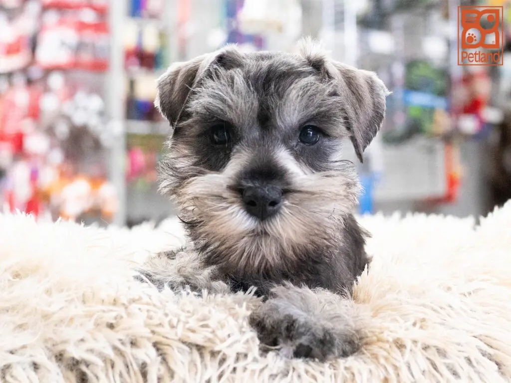 Mini Schnauzer Image #1