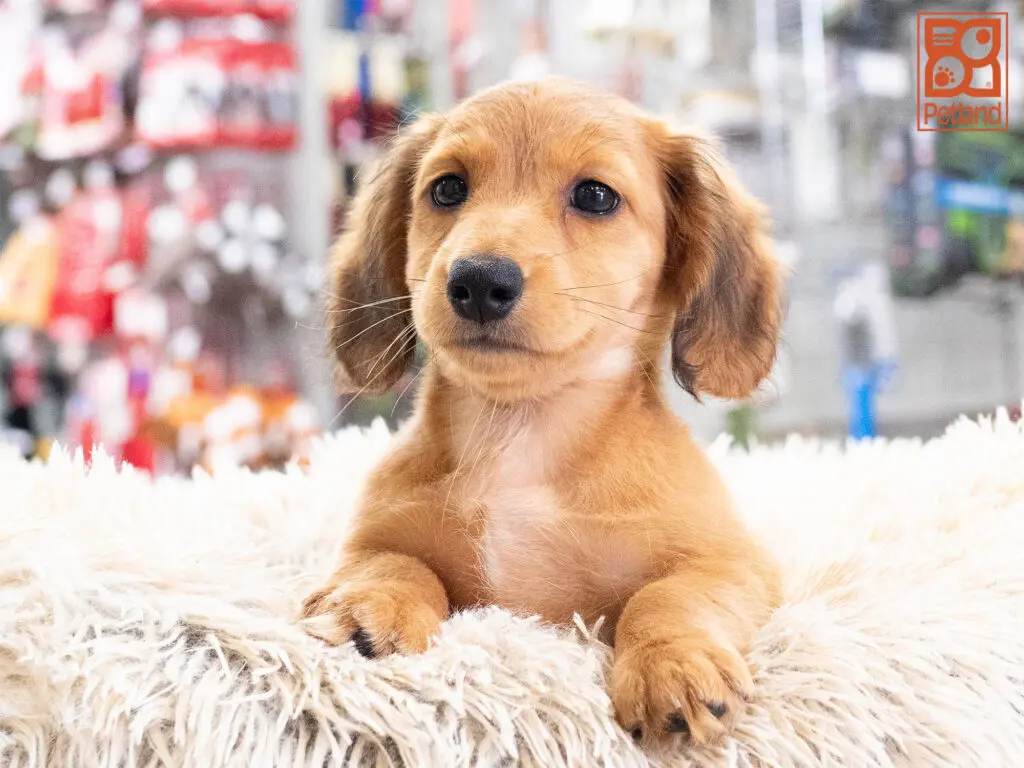 Dachshund Image #1