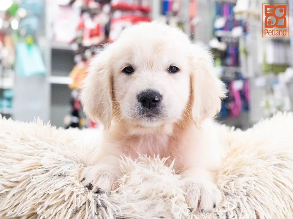 Golden Retriever Image #1