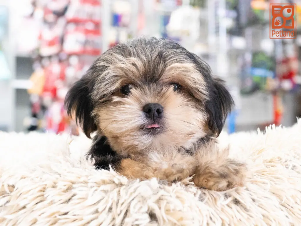 Morkie Image #1