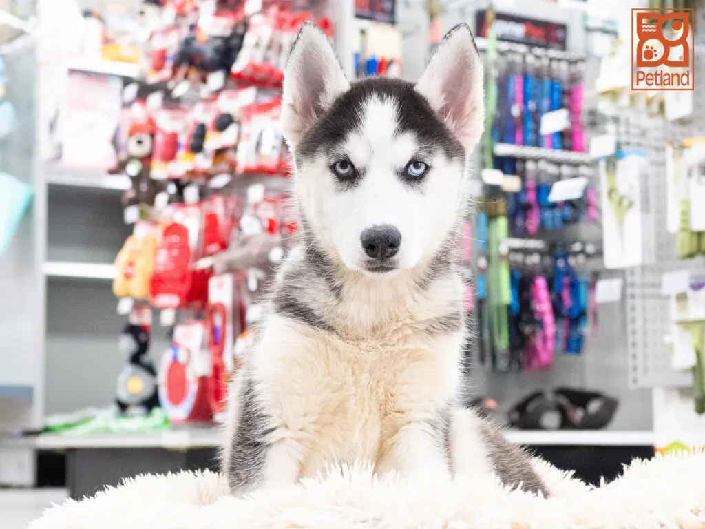 Siberian Husky Image #1