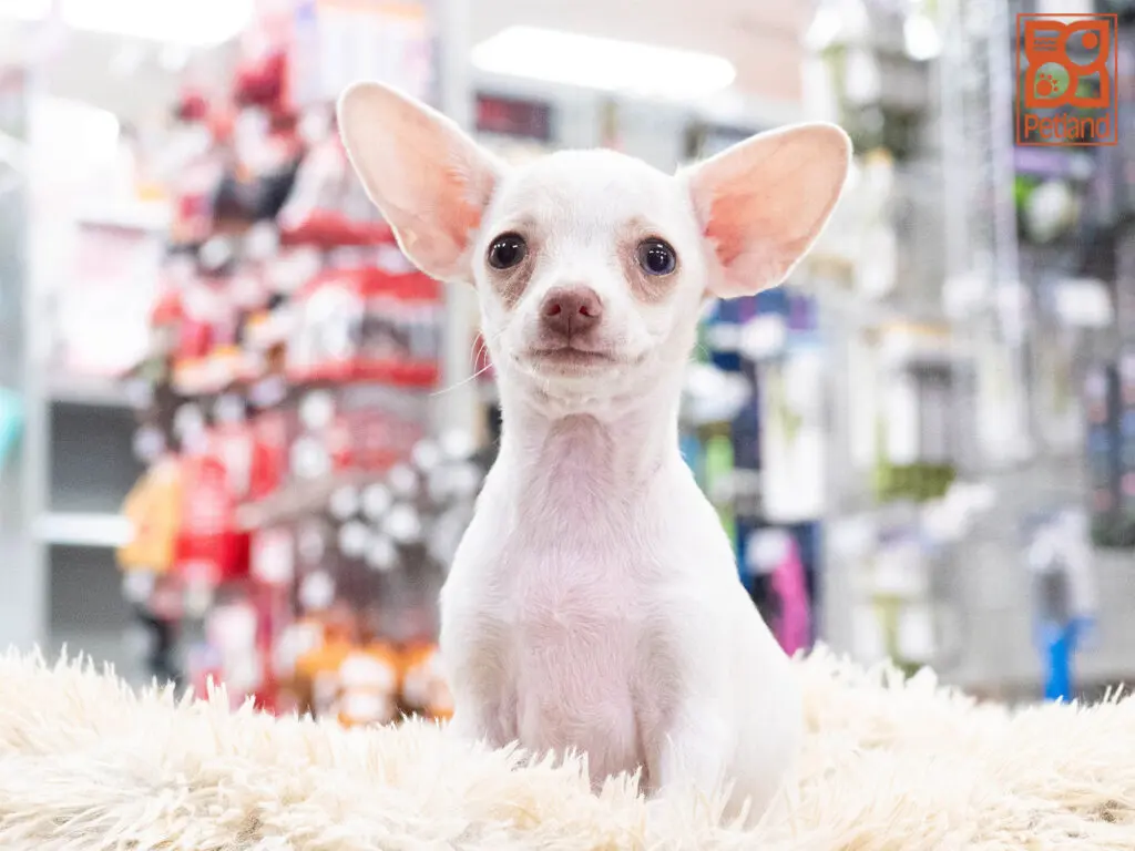 Chihuahua Image #1