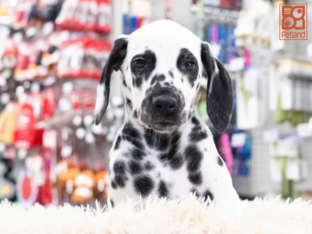 Dalmatian Image #1