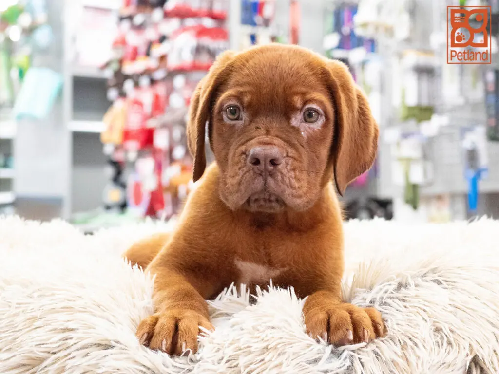 Dogue de Bordeaux Image #1