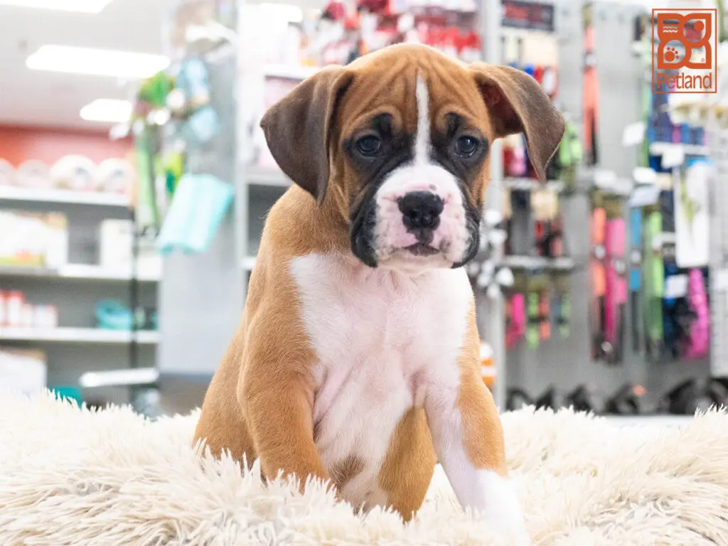 Boxer Image #1