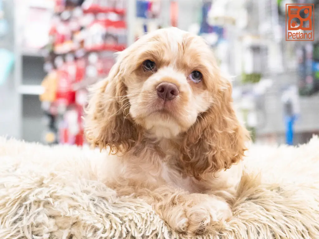 Cocker Spaniel Image #1