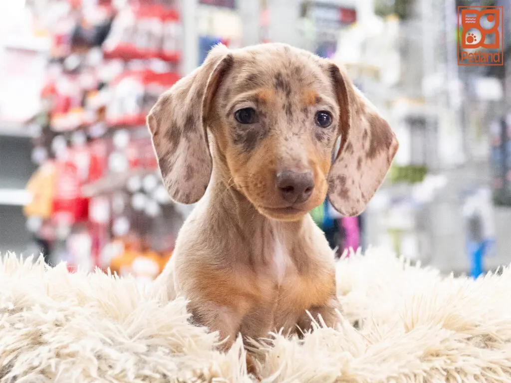 Dachshund Image #1