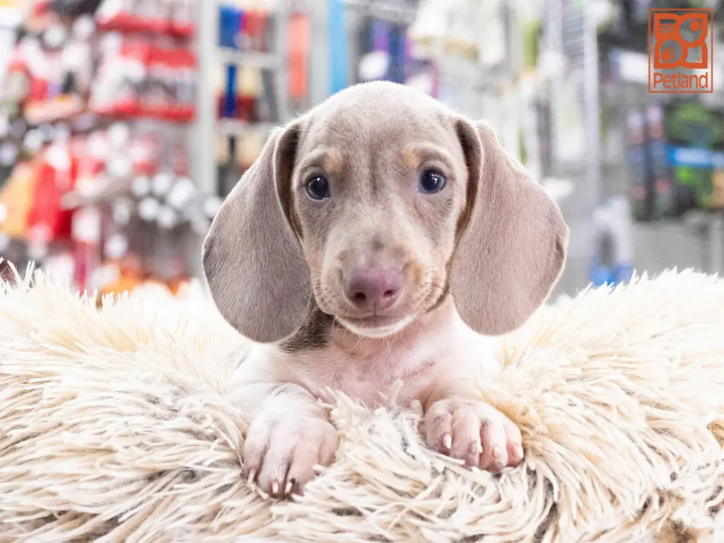 Dachshund Image #1