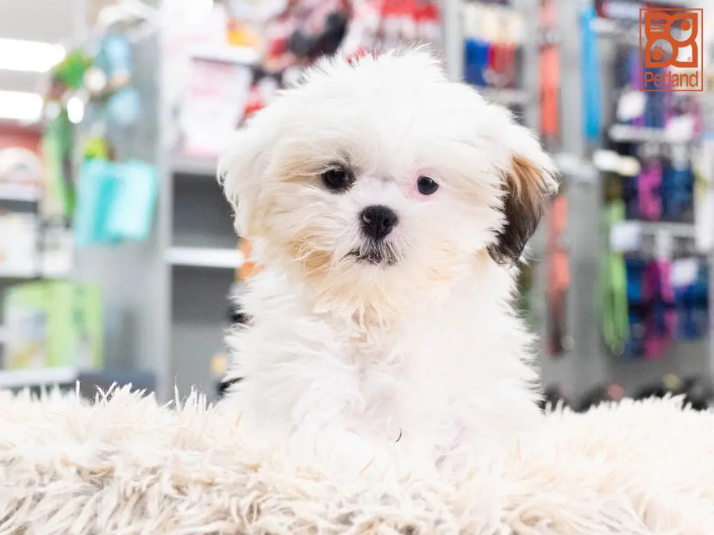 Shih-Poo Image #1
