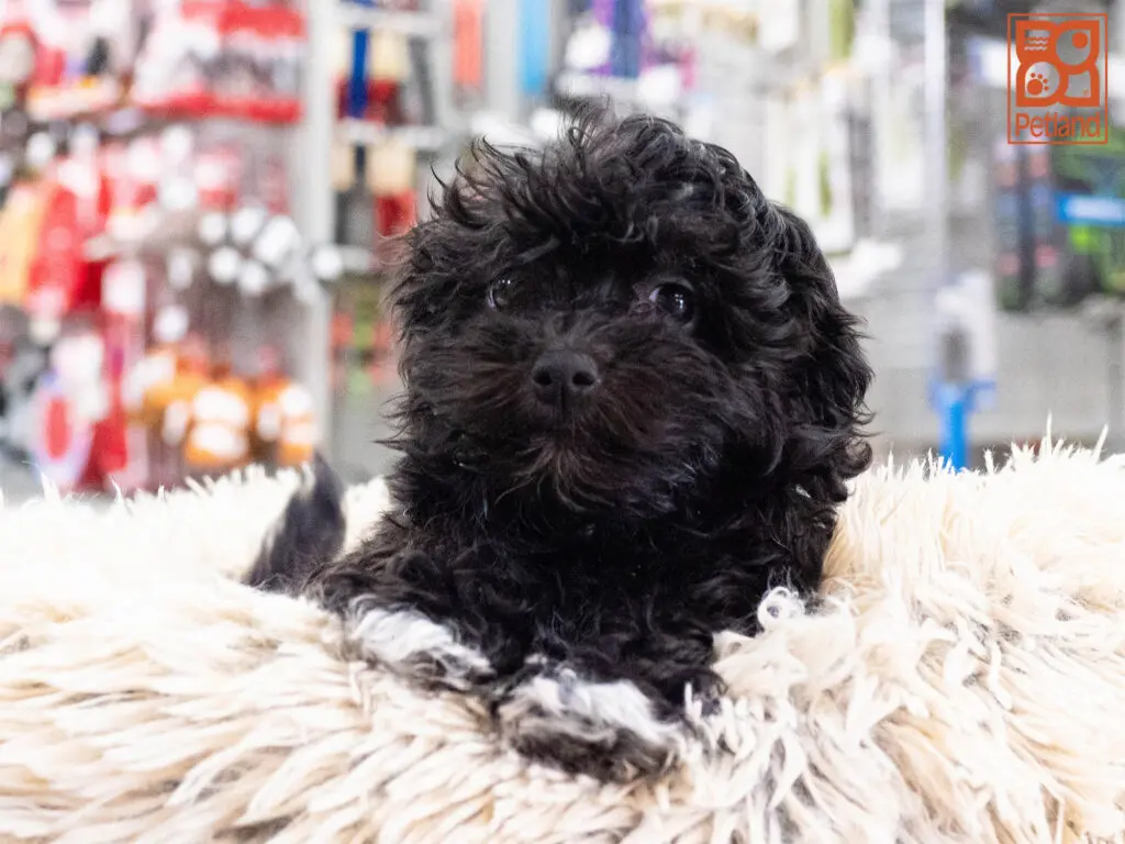 Havanese Image #1