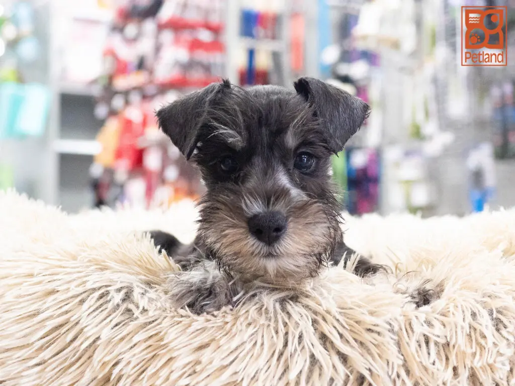 Mini Schnauzer Image #1