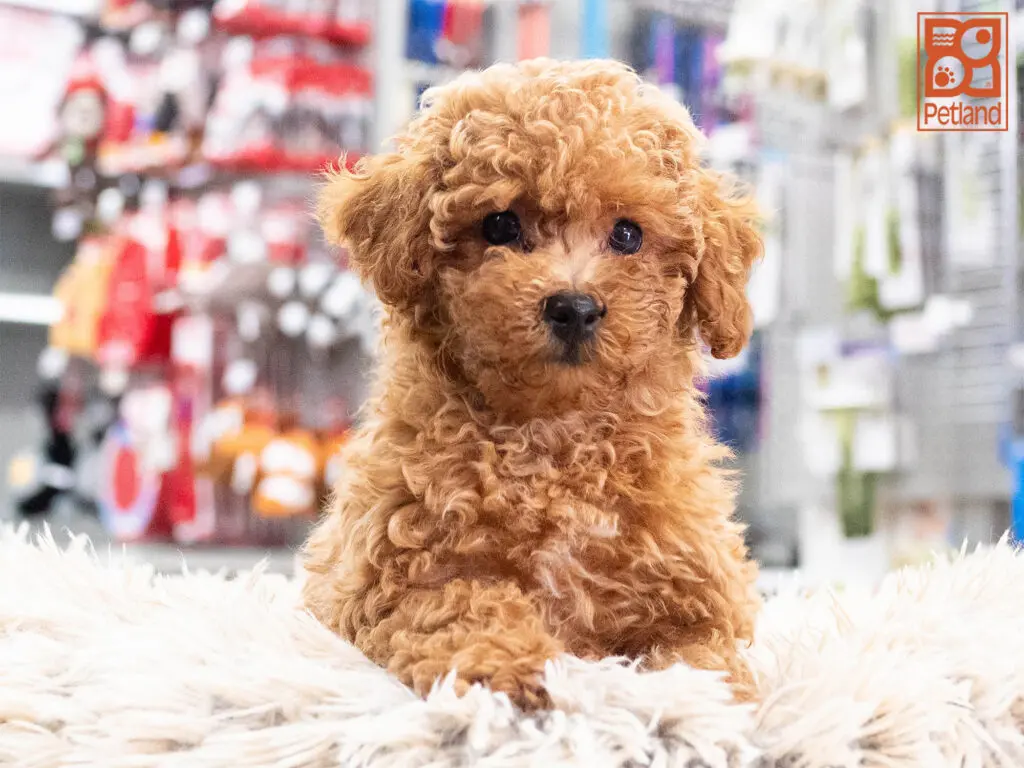 Poodle Image #1