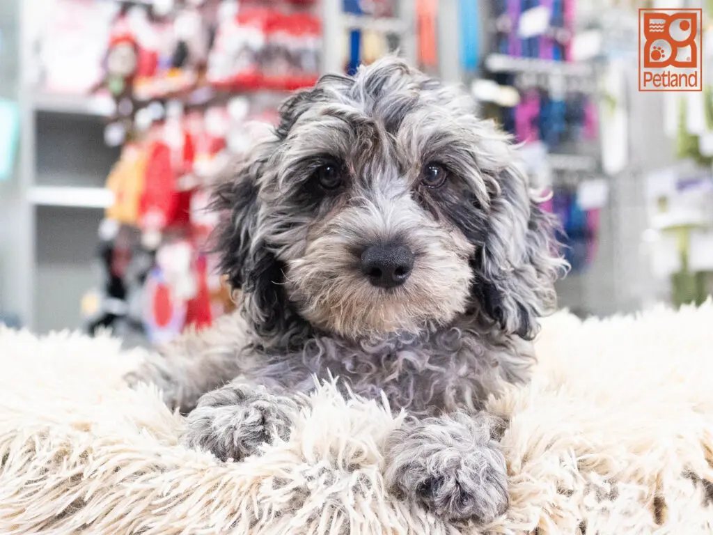 Cavapoo Image #1