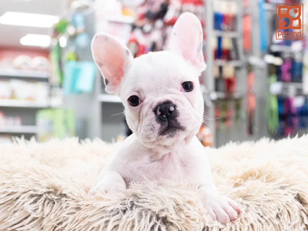 French Bulldog Image #1