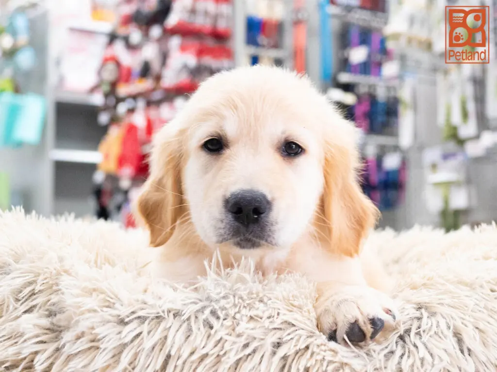 Golden Retriever Image #1