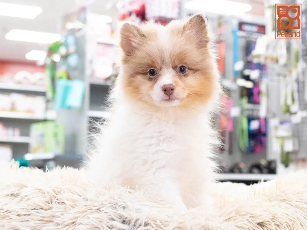 Pomeranian Image #1