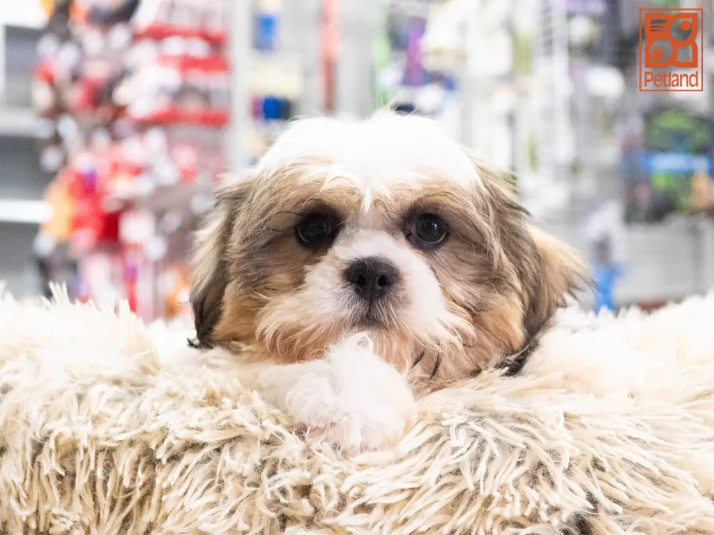 Shih Tzu Image #1