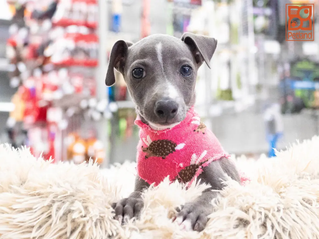 Italian Greyhound Image #1