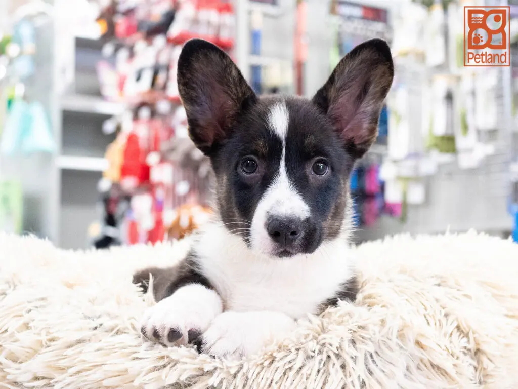 Cardigan Welsh Corgi Image #1