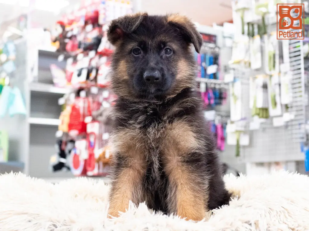 German Shepherd Image #1
