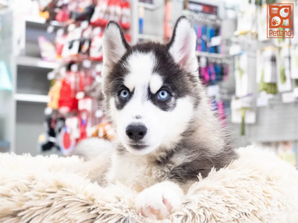 Siberian Husky Image #1