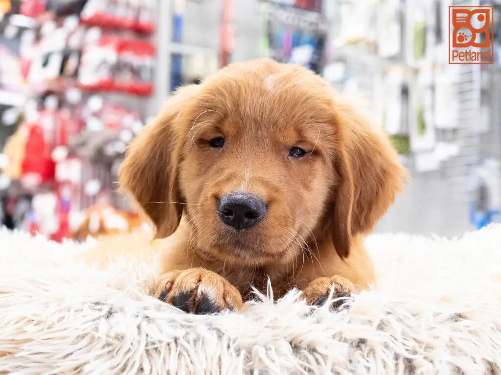 Golden Retriever Image #1