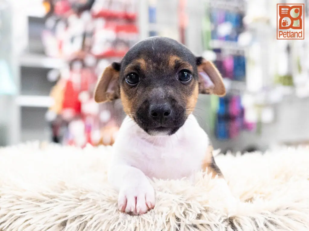 Jack Russell Terrier Image #1