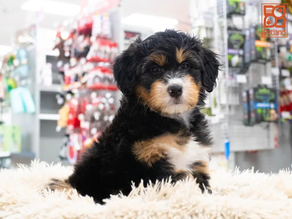 Aussiedoodle Image #1