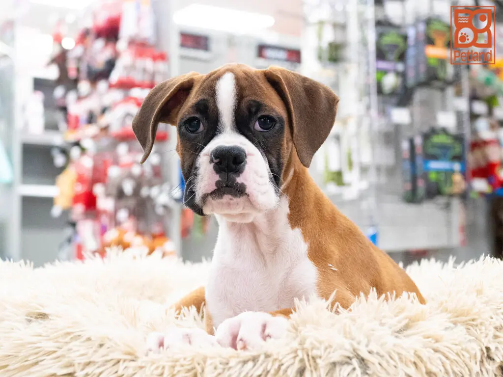 Boxer Image #1